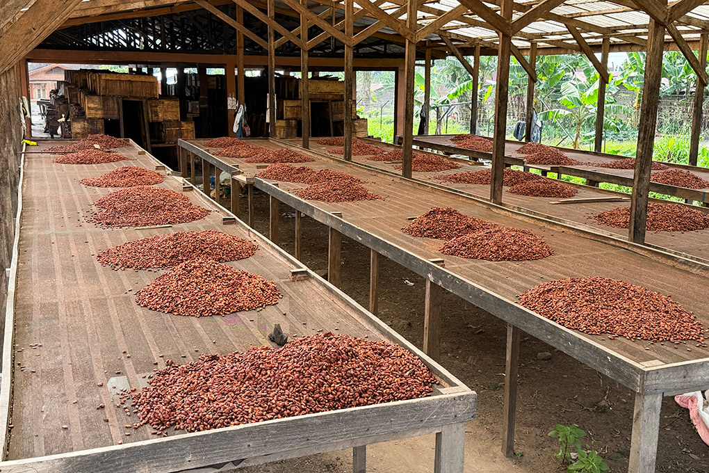 A step in cocoa processing at the facility in Mutwanga. 2026/08/virunga-story-cocoa-dry.jpg