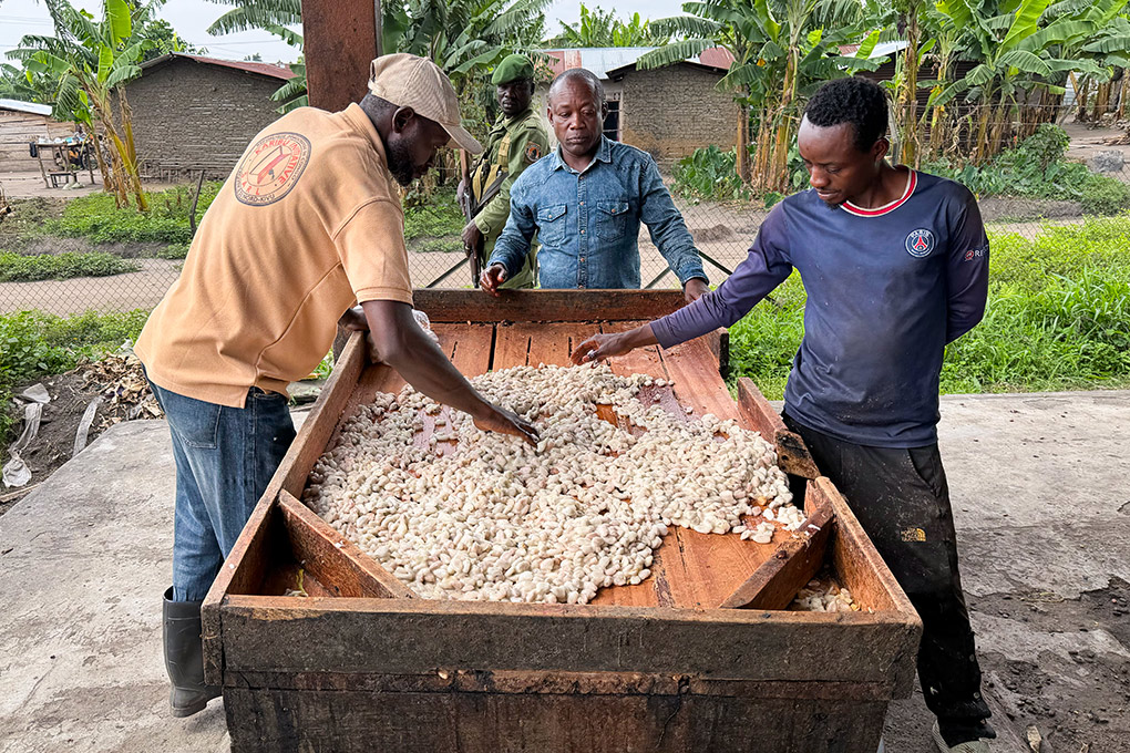 Farmers sort harvested cocoa in Mutwanga, just outside the northern boundary of Virunga National Park. 2026/08/virunga-story-cocoa-processing.jpg